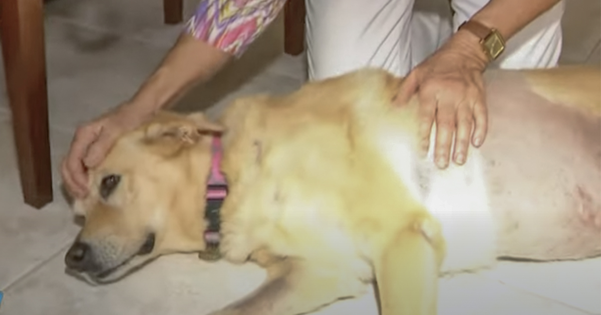 74-Year-Old Jumps On Top Of Alligator To Save Golden Retriever