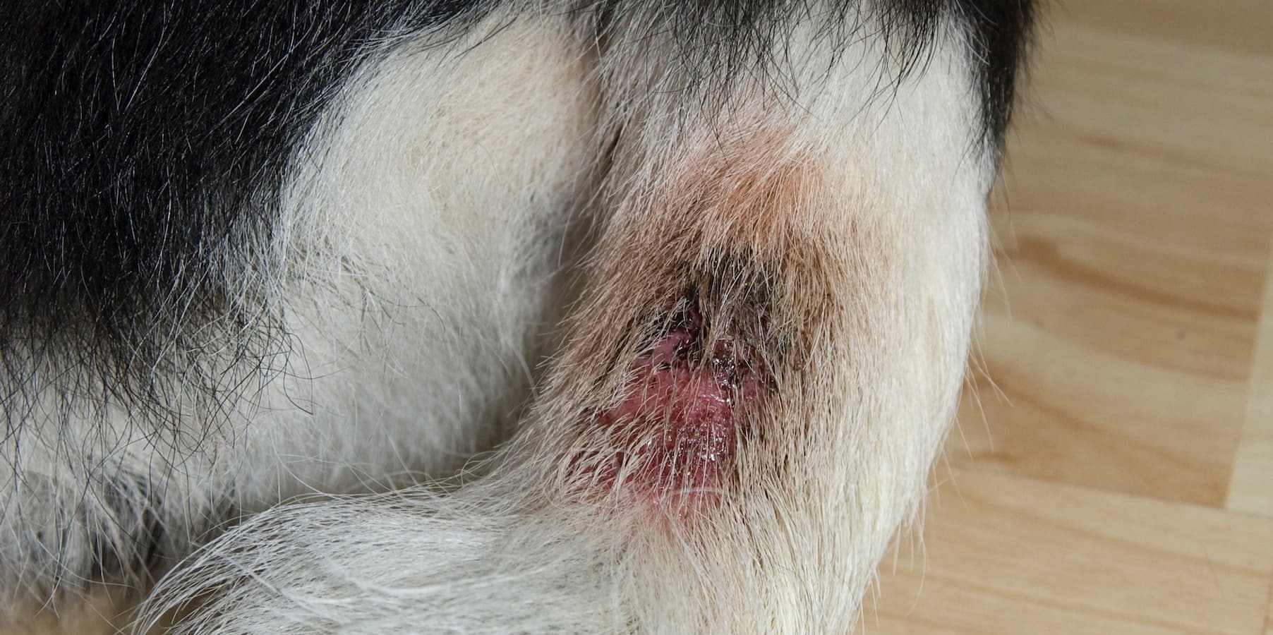 An Innovative New Way to Heal Your Dog’s Hot Spots