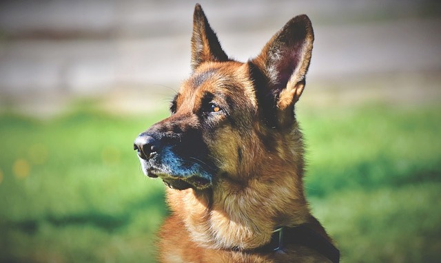 12 Most ‘Clingy’ Dog Breeds: We Countdown the Dogs Who Stick To You Like Glue