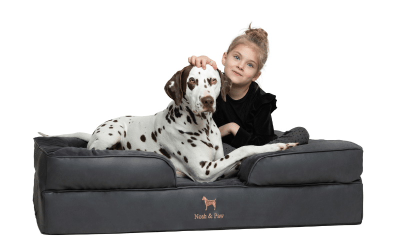 Finally, a Dog Bed That Belongs in Your Living Room