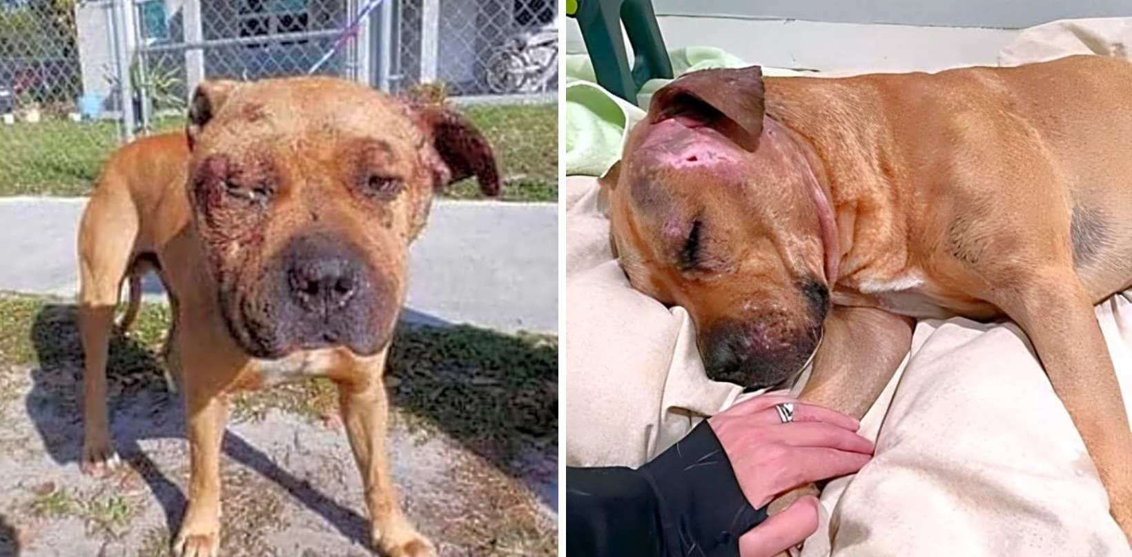 Sweet Rosco Was Used As A Bait Dog & Nearly Killed