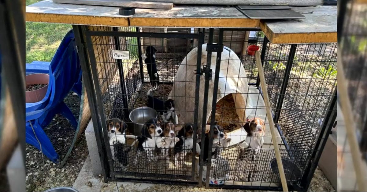 Horrific Puppy Mill Uncovered, Police Rescue Dozens of Dogs