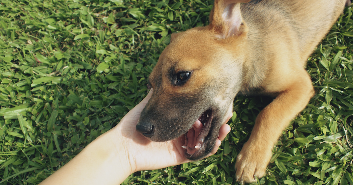 I Gave My Dog Reishi Mushrooms For Allergies. Here’s What Happened.