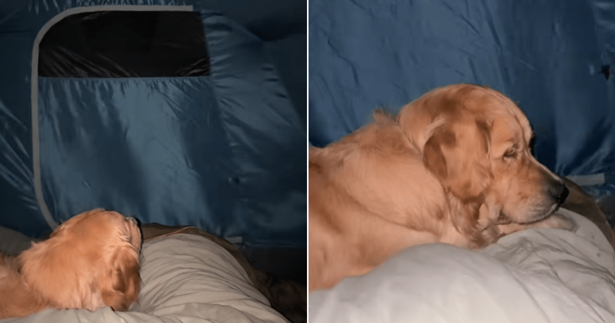 Golden Retriever’s Grumpy Camping Trip Goes Viral