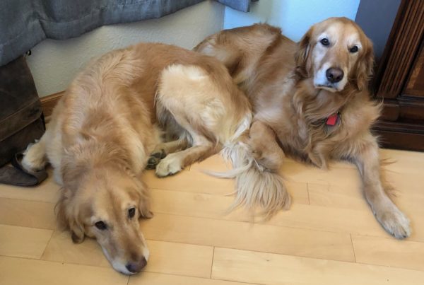 Nom Nom Dog Food Review- My Vet Was Surprised!