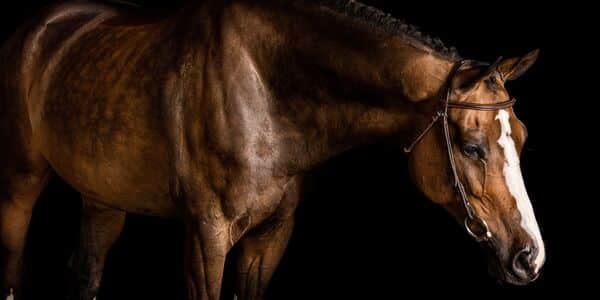 She Waited Until Her Horse Was on Death's Door to Ask for Help
