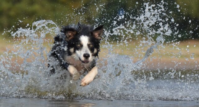 12 Best Fish Oil Supplements for Dogs 2025