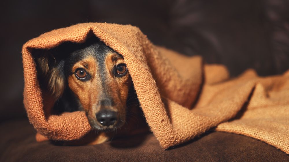 7 Sure-Fire Ways to Calm Your Dog’s Anxiety