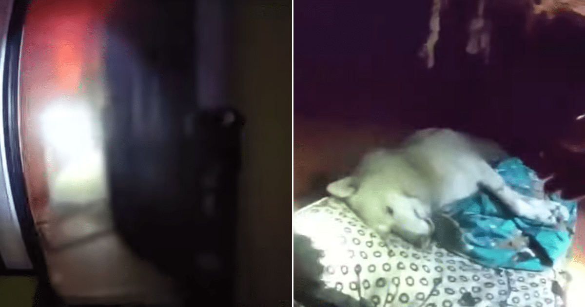 Officer Rushes Into Burning House to Save Family’s Pet
