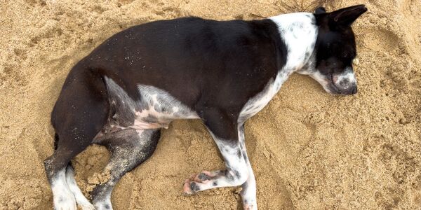 He Hurt His Dog - Then Fired a Shot