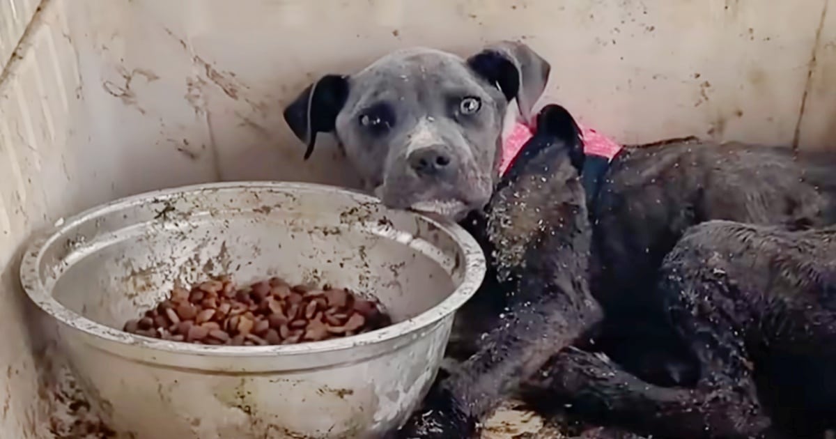 Puppy Discarded Like Trash Turns Into Princess, Gets Fairy Tale Ending