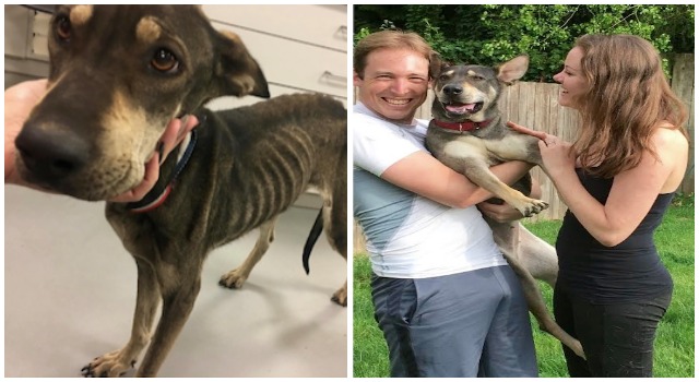 Dog Goes From Starving Stray To Loved Family Pet, Thanks To Customers Like You