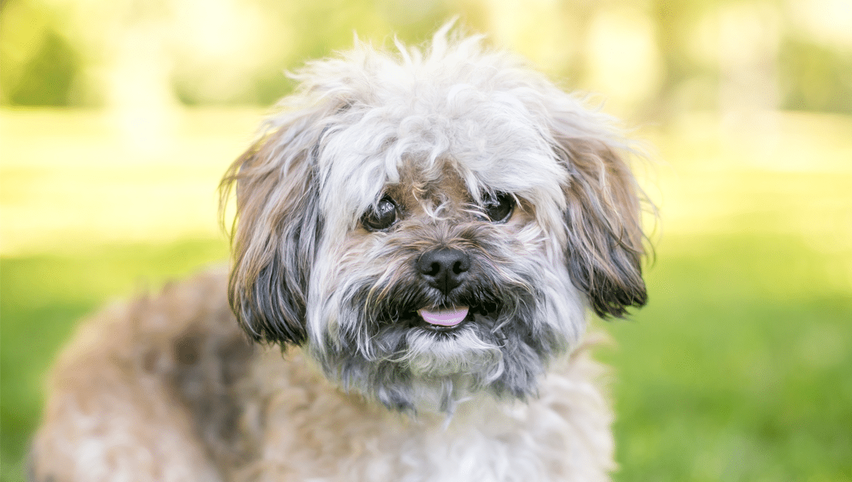 9 Best Dog Breeds For People Who Want A Low-Key, Low-Maintenance Pet