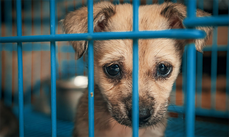 Sad dog looking at camera.