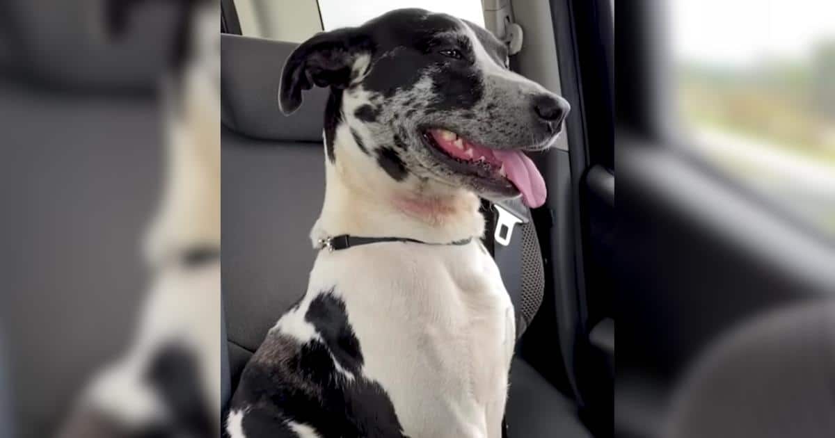 Months After Rescue, This Dog Found His Way Back to His Hero