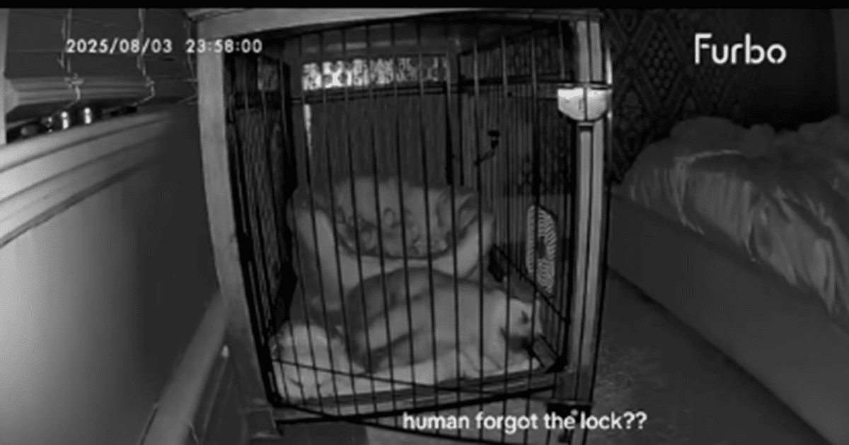 Puppy Surprises Owner After Leaving Crate Door Unlocked