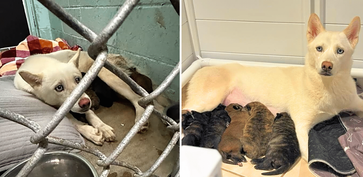 From Shelter Floor to Surgery Table—Mama Fights for Her Newborn Pups
