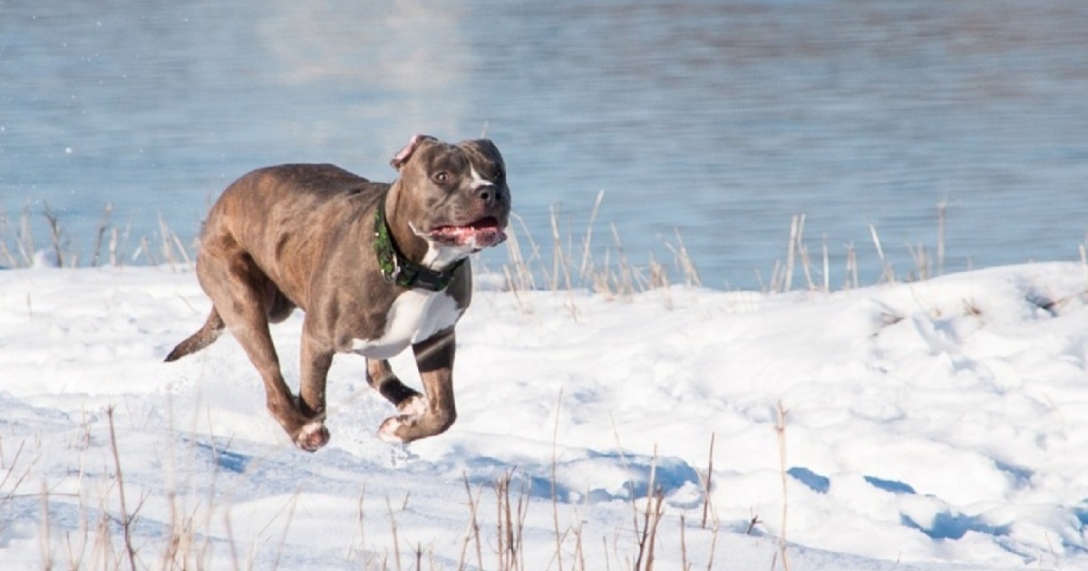Dog Comes Back Frantic And Soaking Wet And Begs Family To Follow Her To Nearby Dam