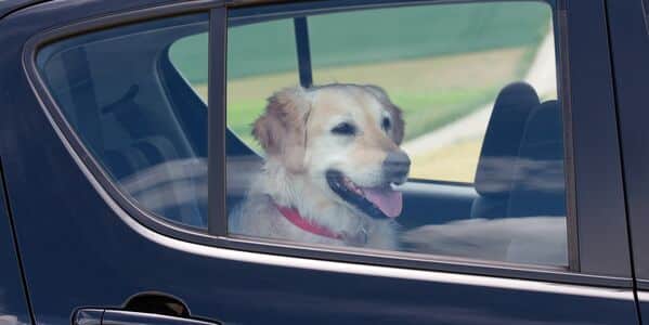 19 U.S. States Let People Leave Their Dogs in Parked Cars, Even During the Summer