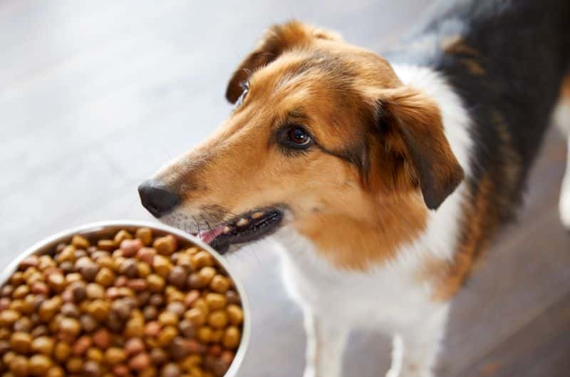 Fresh Packaging, The Same Nutrish Dogs Already Love