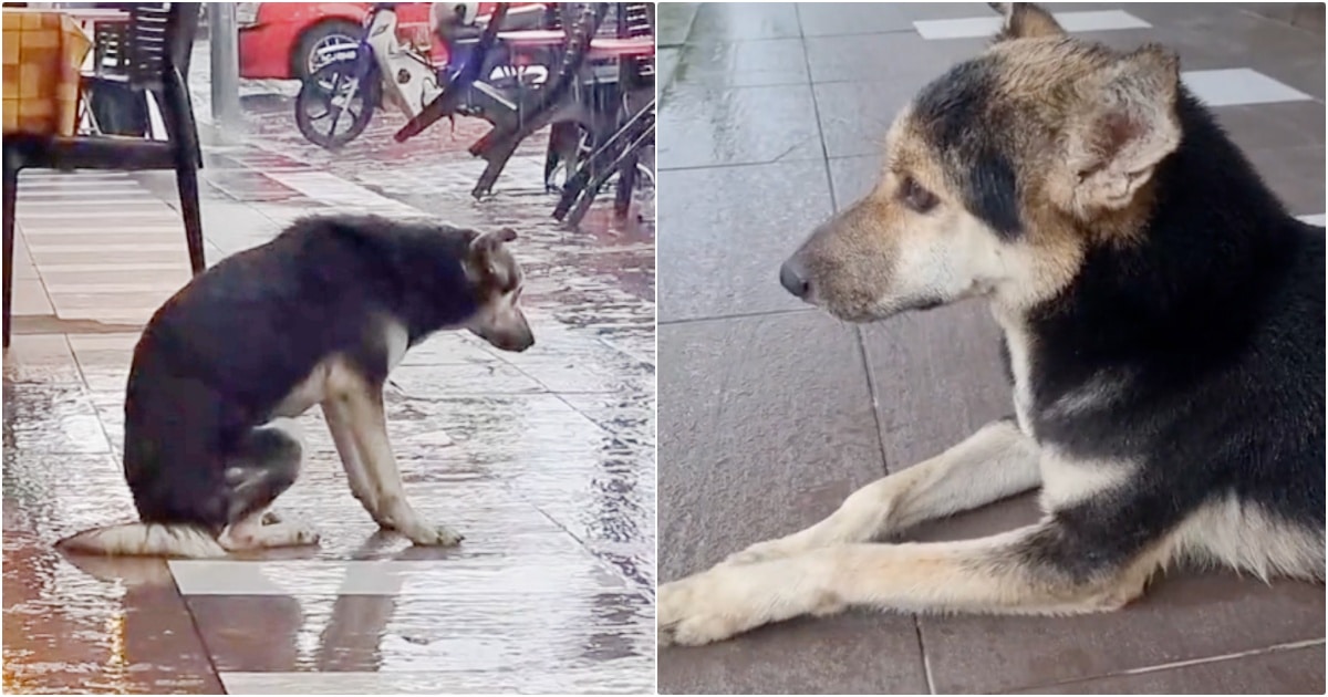 Dog Waits In Pouring Rain For Owner, But This Time She’s Coming Back