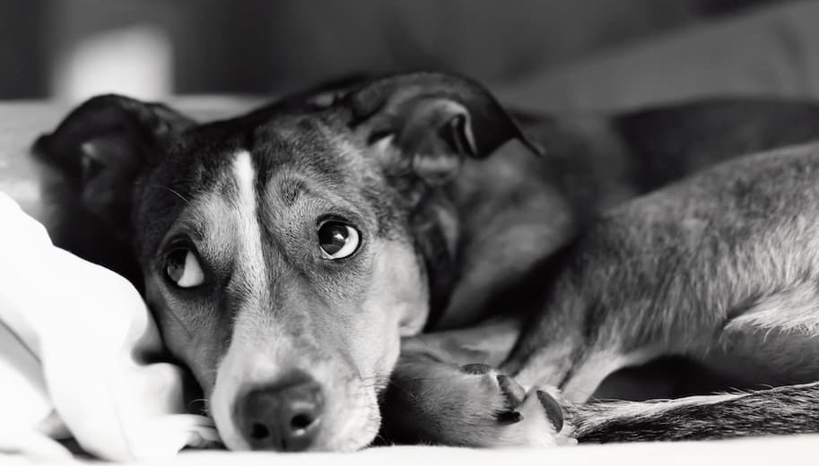 5 Strategies For Helping Your Dog Deal With Thunderstorm Anxiety