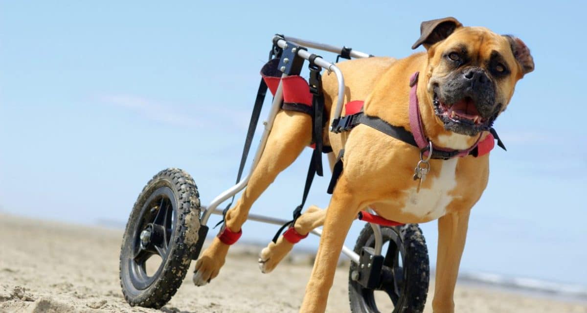 How iHeartDogs Supporters Are Transforming the Lives of Disabled Dogs