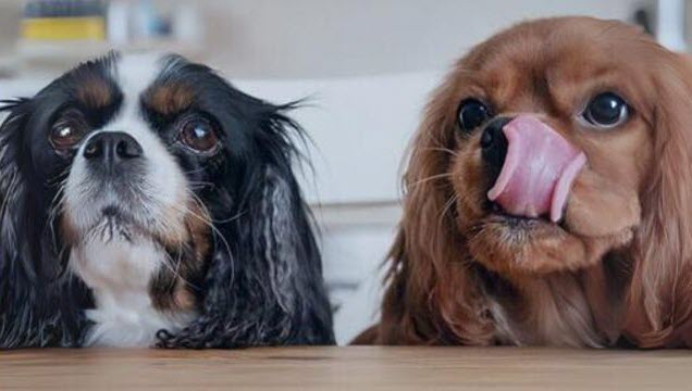 Elzie’s Farm to bowl dog food- Get 10% OFF your first order of human grade health on the shelf