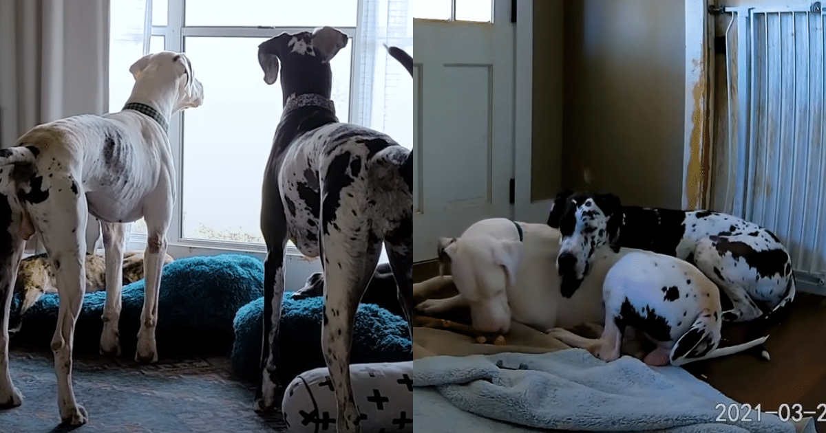 ‘Hidden’ Camera Footage Captures Great Dane Comforting Anxious Foster Brother