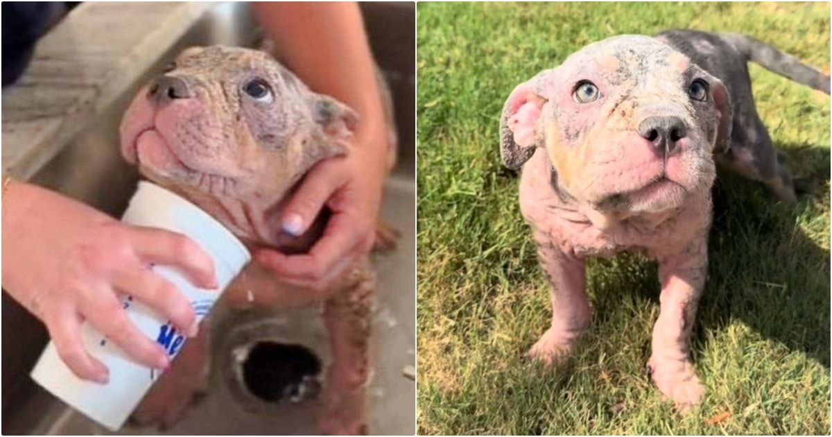 Woman Learns That Crusty 10-Week-Old Puppy Is Not A Puppy At All