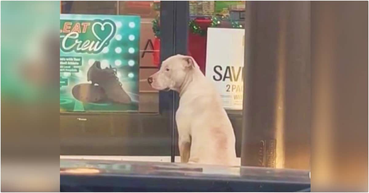 Dog Sat In Front Of Store ‘Shopping’ For A Human To Love