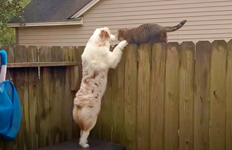 Stray Cat Kept Joining Dog On Walks, Dog Insists He Belongs To Her