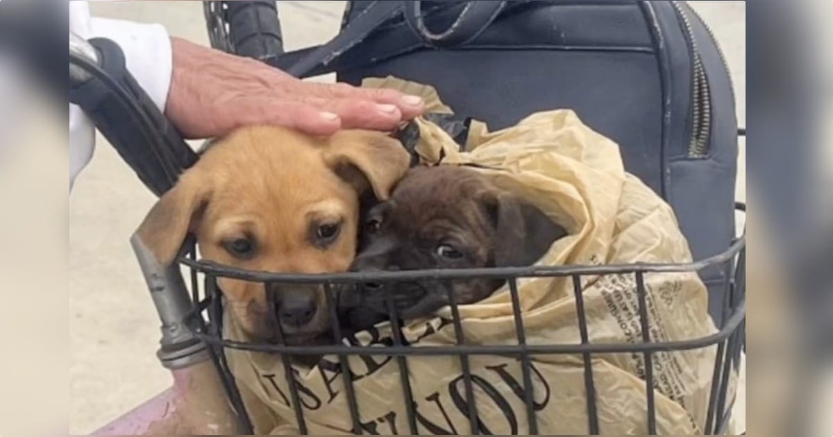 Puppies Found In Bag Separated When One Gets A Home And One Doesn't