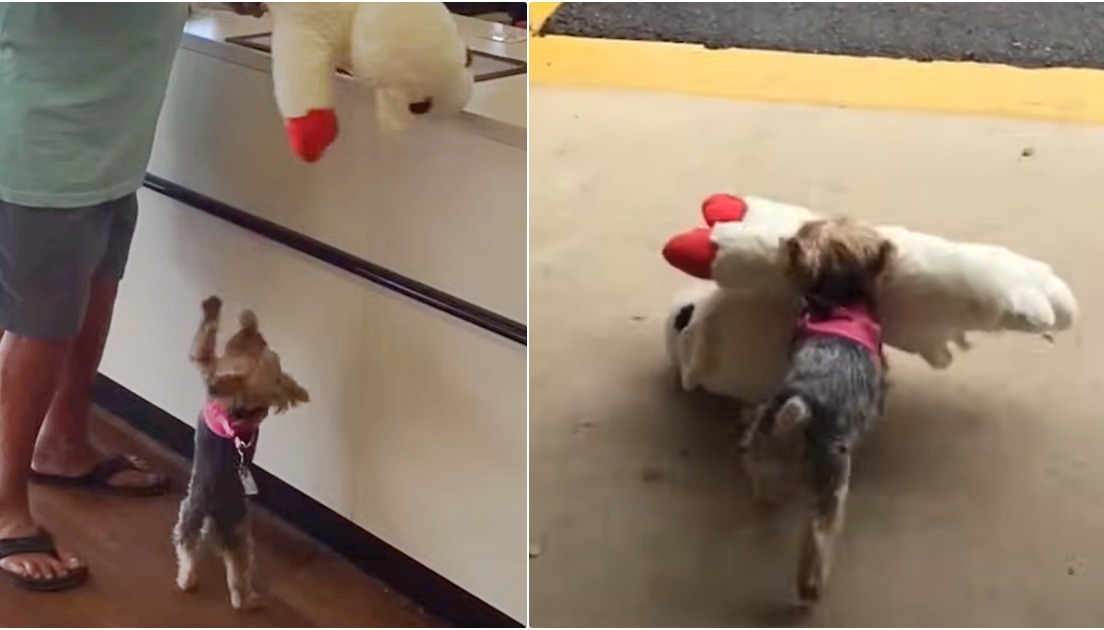 Tiny Dog Insists On Buying The Biggest Toy In The Pet Store
