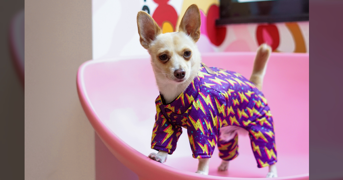 The 10 Best Dog Pajamas To Bring Your Pup Sweet & Comfy Dreams