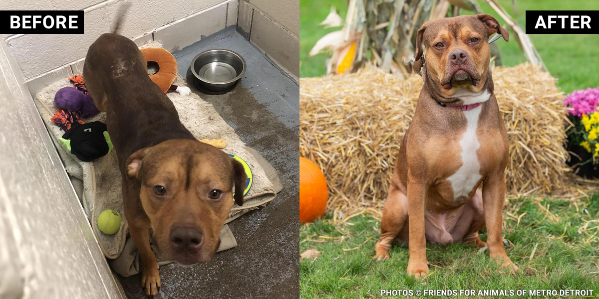 Emaciated boxer mix looks into camera.