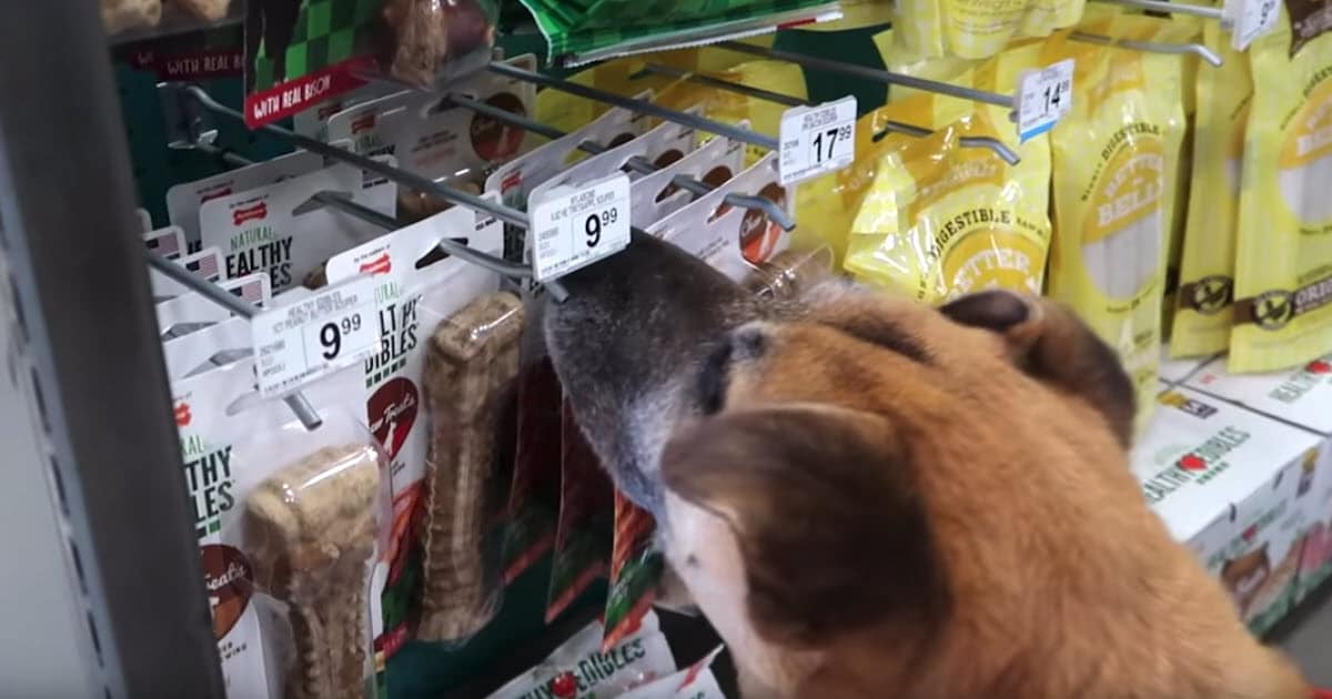 Guy Brings Homeless Dog To A Pet Store And Buys Him 'Everything' He Touches