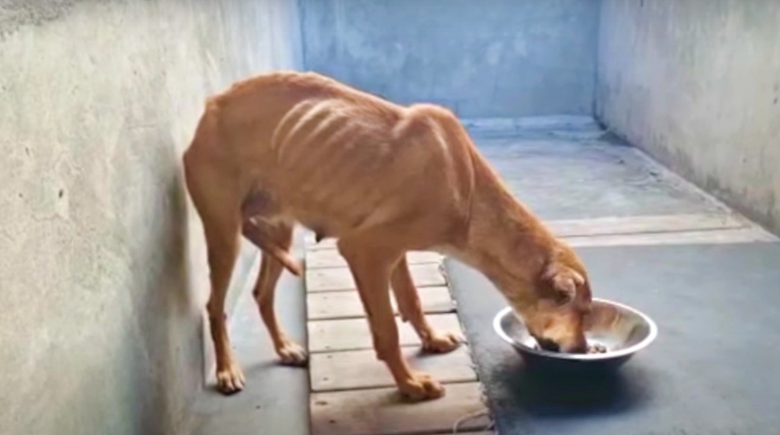 ‘Failed’ Guard Dog Ate Her Last Meal But Vet Couldn’t Put Her Down
