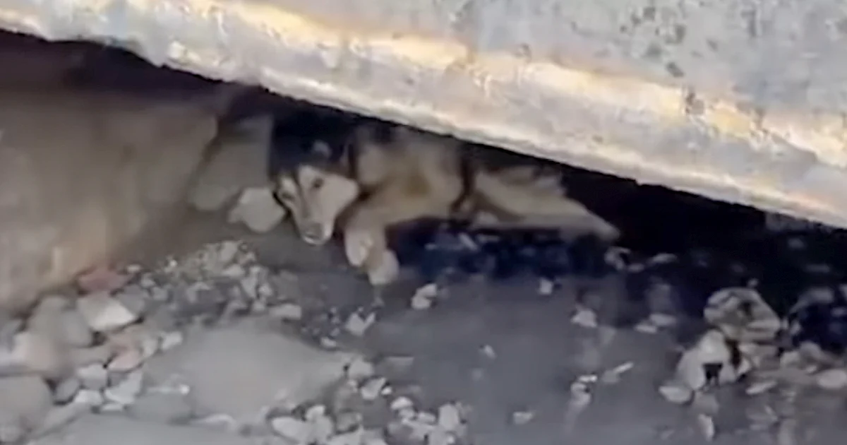 Stray Who Hid Under The Tracks Sobs When Finally Placed In A Car To Be Saved