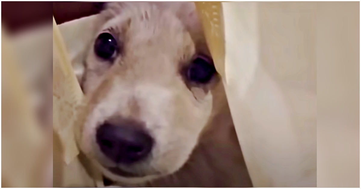 Angry Stray Puppy Scooped Into Shopping Bag For Lashing Out At Woman