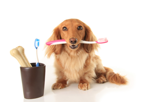 Why You Need To Brush Your Dog’s Teeth Daily