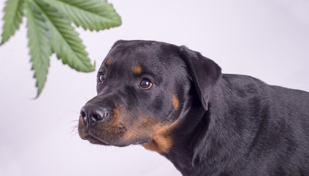 5 Reasons CBD Oil For Dogs Is Exploding In Popularity