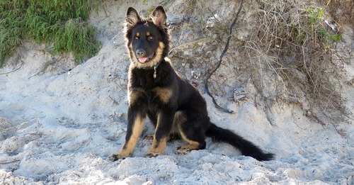 If Your Breed Is On This List, Consider Giving CBD For Joint Health As Early As 1 Year Old