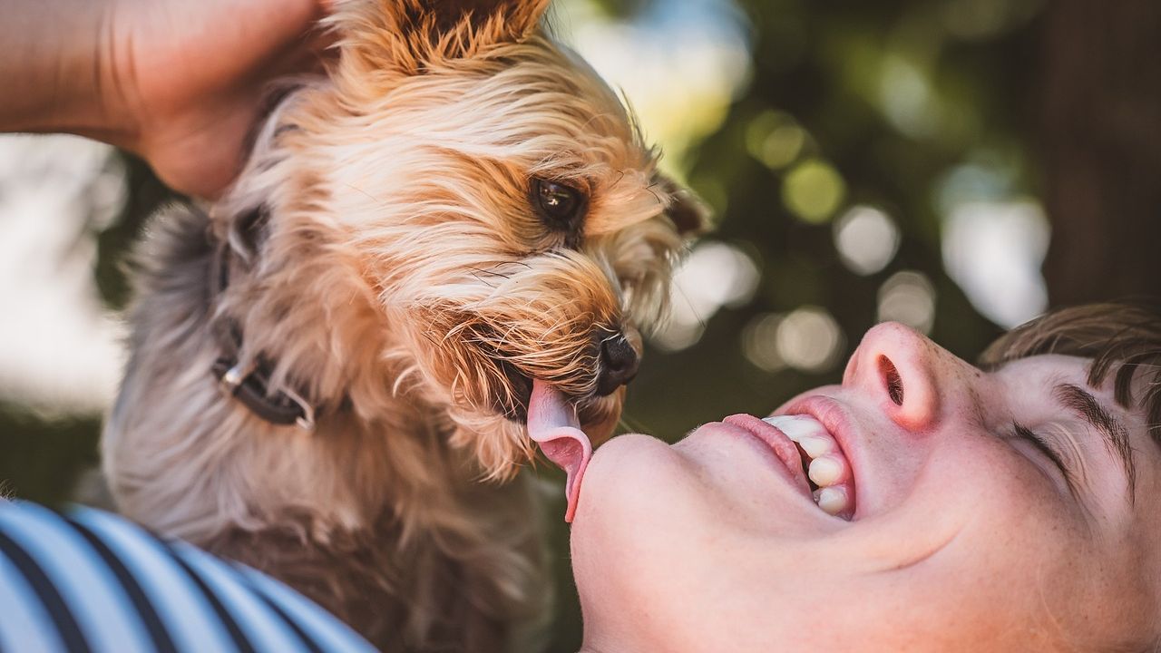10 Dog Breeds That Form the Strongest Bonds With Their Owners