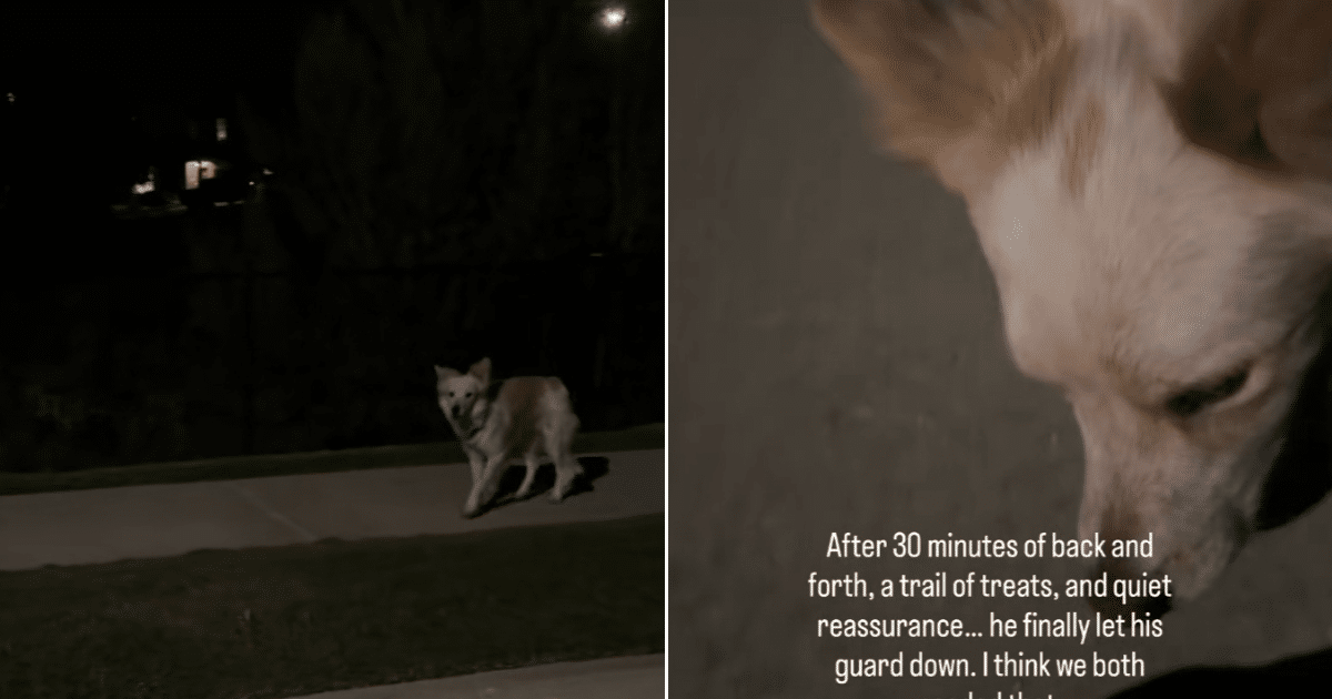 Terrified Stray Dog’s Fear Turns to Trust After Man Brings Him Into a Warm Home