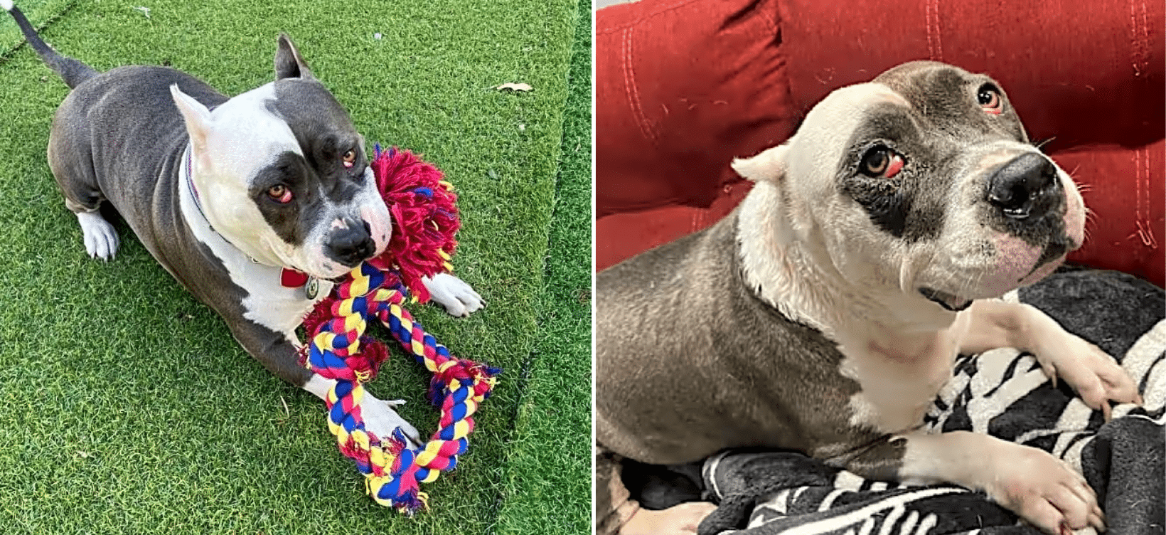 Saved From Death Row, Help Maggie See The World