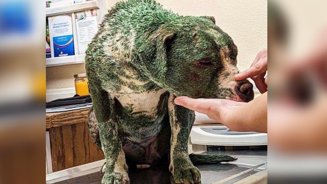 Someone Covered This Dog In Toxic Green Paint And Walked Away