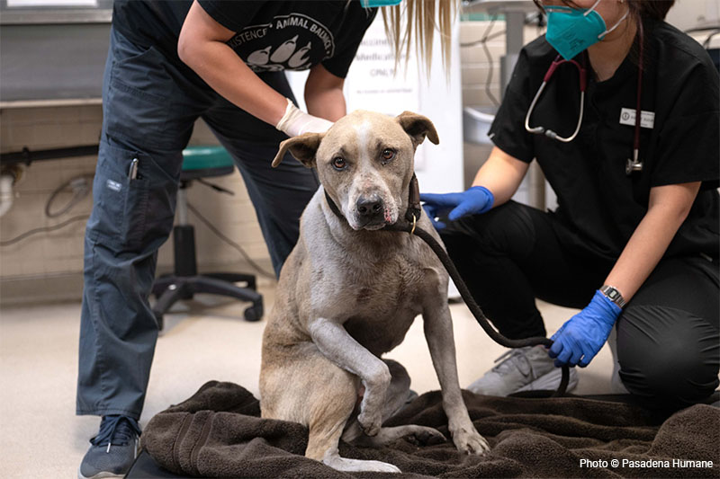 Injured dog looking at camera.