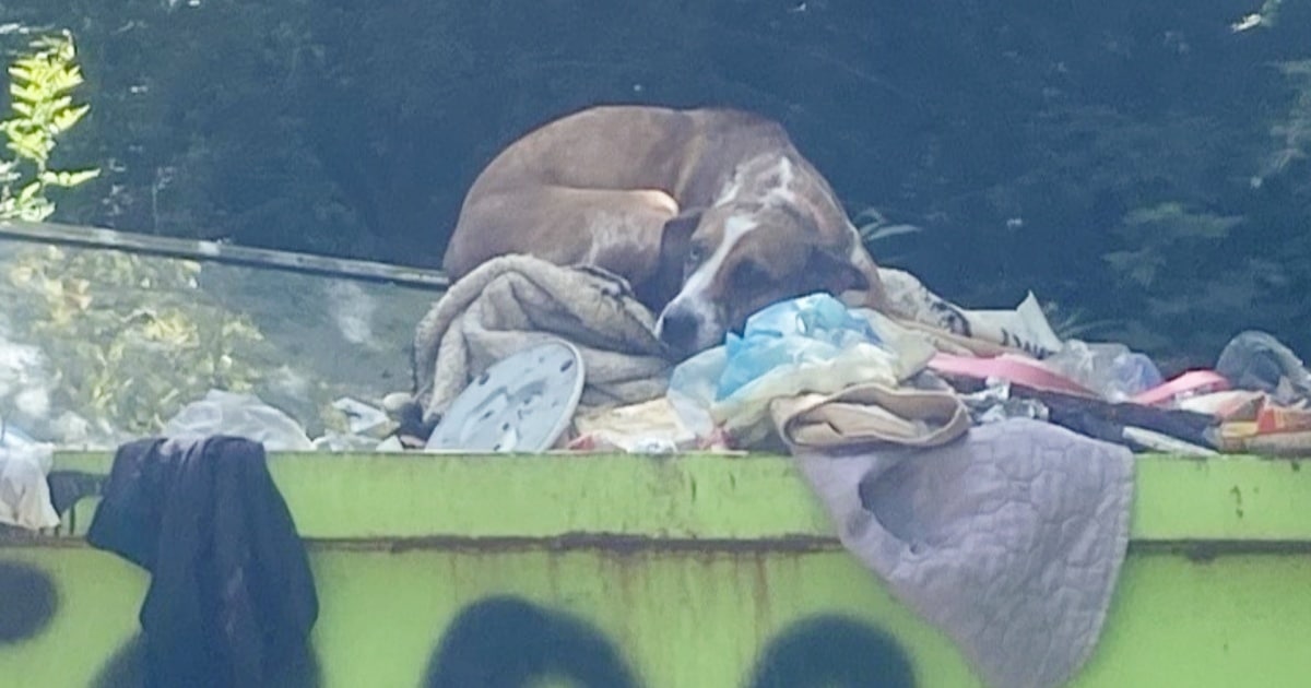 Dog Was ‘Thrown Out’ For Defending Herself Against Owner