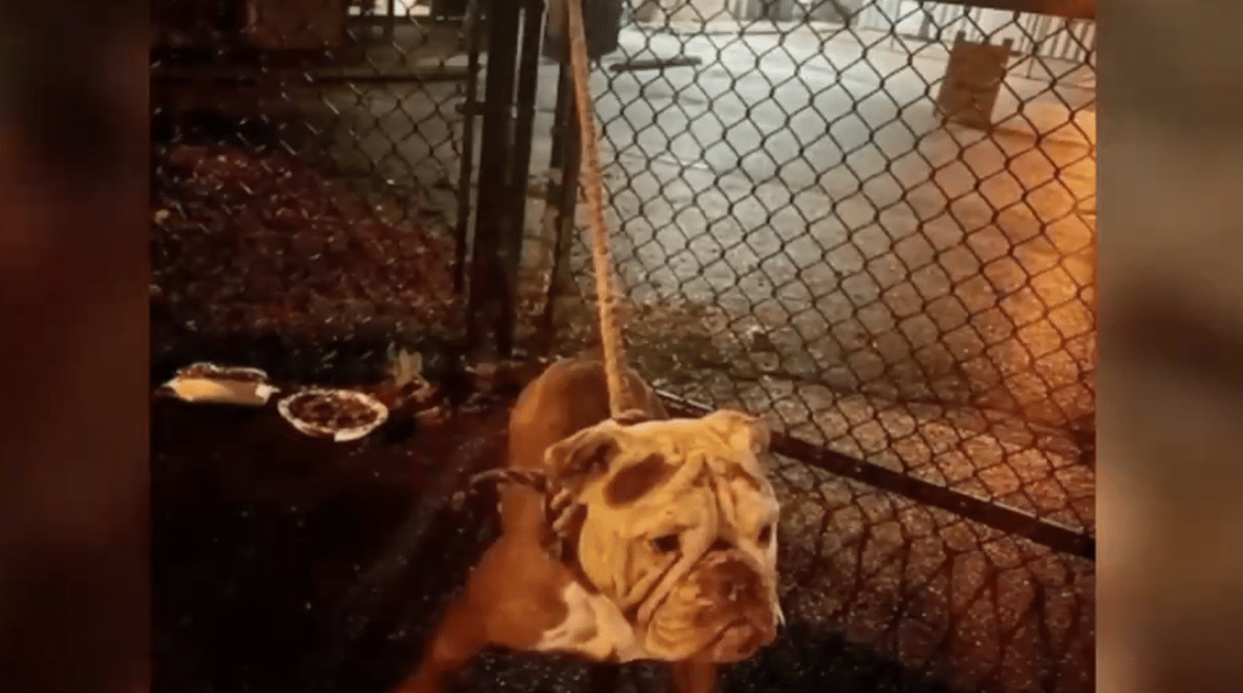 Shelter Workers Horrified After Discovering Dog Shot and Abandoned at Gate